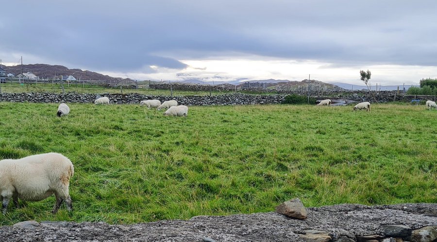 Views of surrounding sland farmland, the Castle and Connemara Mountains.