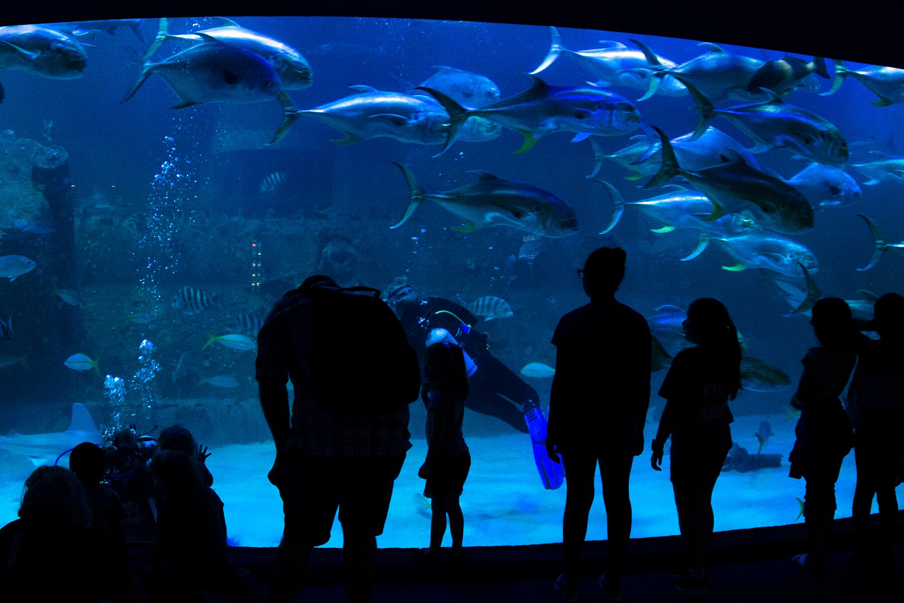 2023年 North Carolina Aquarium at Pine Knoll Shores - 行く前に