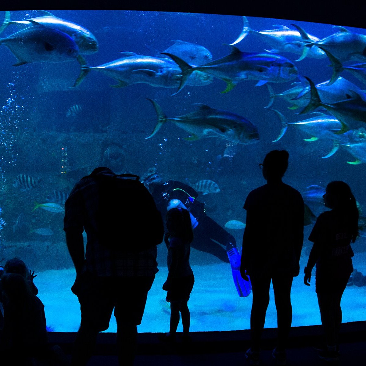 North Carolina Aquarium at Pine Knoll Shores - All You Need to