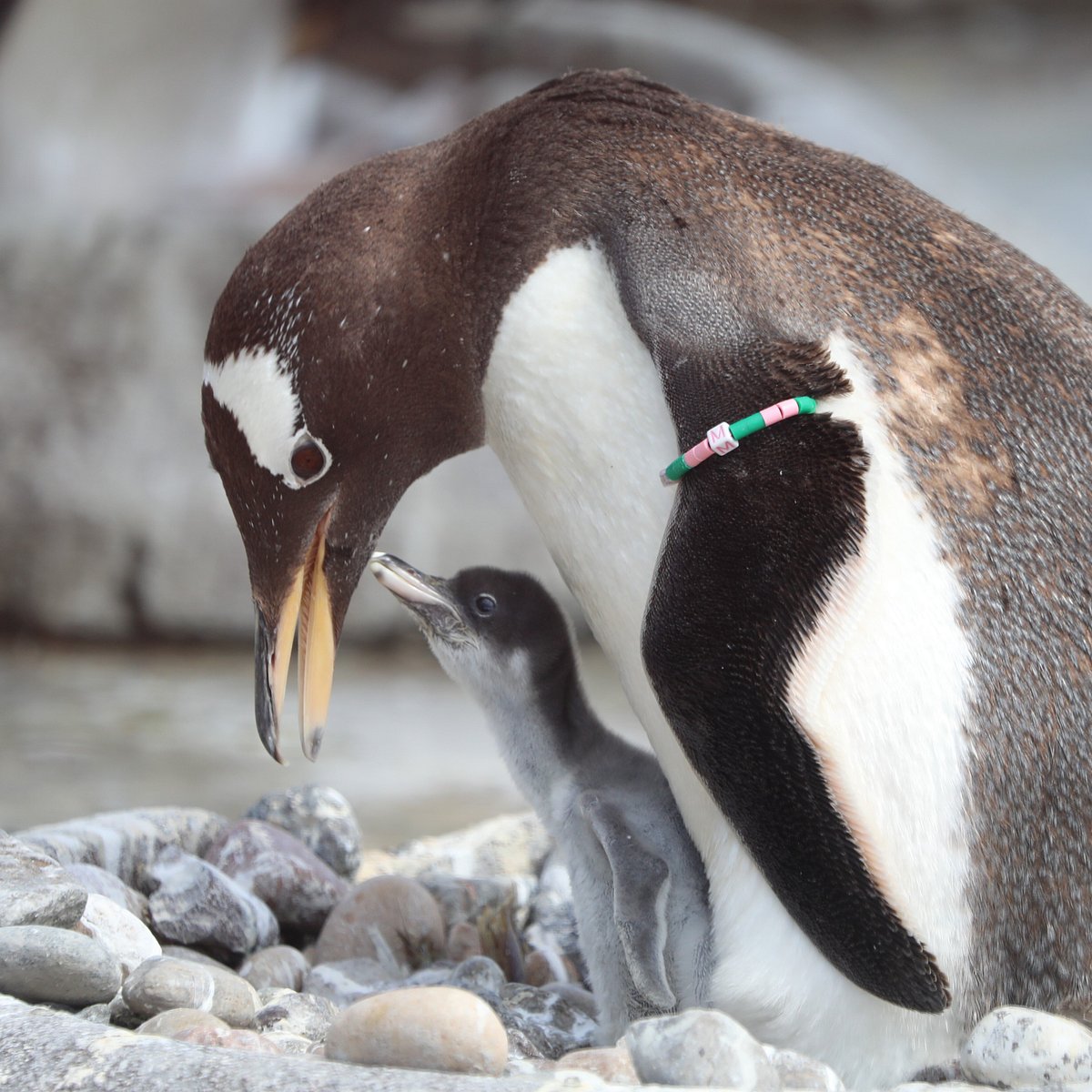 Edinburgh Zoo, Эдинбург: лучшие советы перед посещением - Tripadvisor