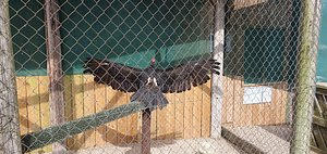 Thirsk Birds of Prey Centre  Rated and reviewed by experts on