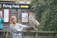 Diurnal Raptors - Overview - The Falconry Centre, Hagley, West Midlands