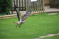 Diurnal Raptors - Overview - The Falconry Centre, Hagley, West Midlands