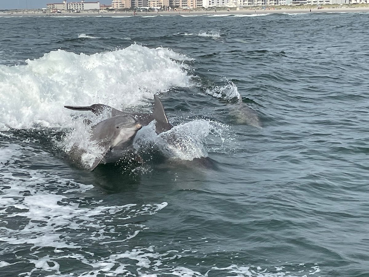 Dolphins in NJ's Raritan River may not be a good thing to see