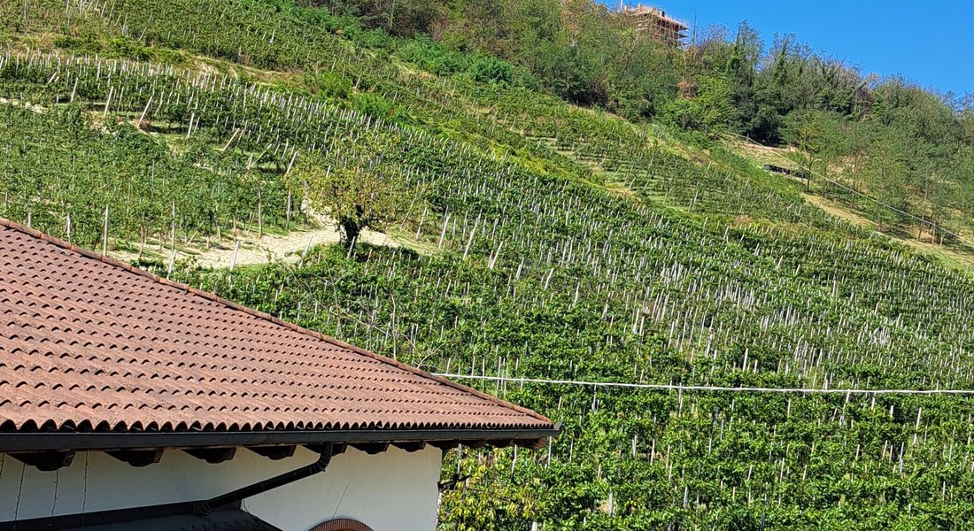 Drocco Luigi Az. Agricola (2025) - All You Need to Know BEFORE You Go (with Reviews)