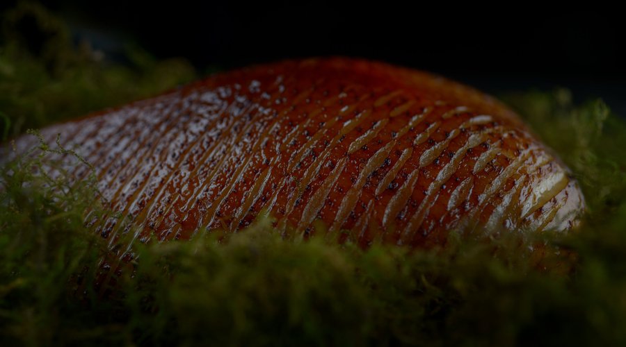 Trescha image 3 - Full view