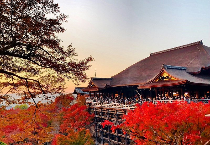 Travellers taking photos of vibrant red autumn leaves at the iconic Kiyomizu-dera Temple in Kyoto, Japan