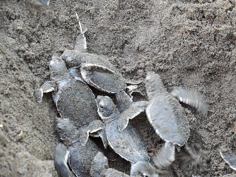 Sea turtles crawl out of a hole in the sand
