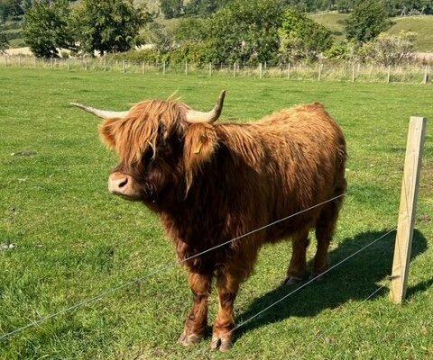 Iconic Cattle of Scotland - The Highland Cow — Darach Social Croft