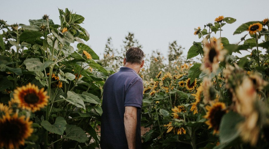 The Sunflower Garden