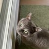 crazycatlady1973