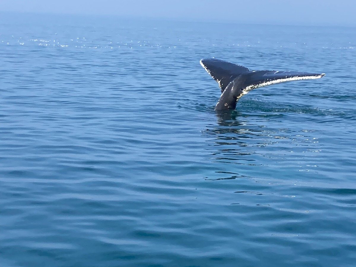 Petit Pasage Whale Watch, East Ferry: лучшие советы перед посещением -  Tripadvisor