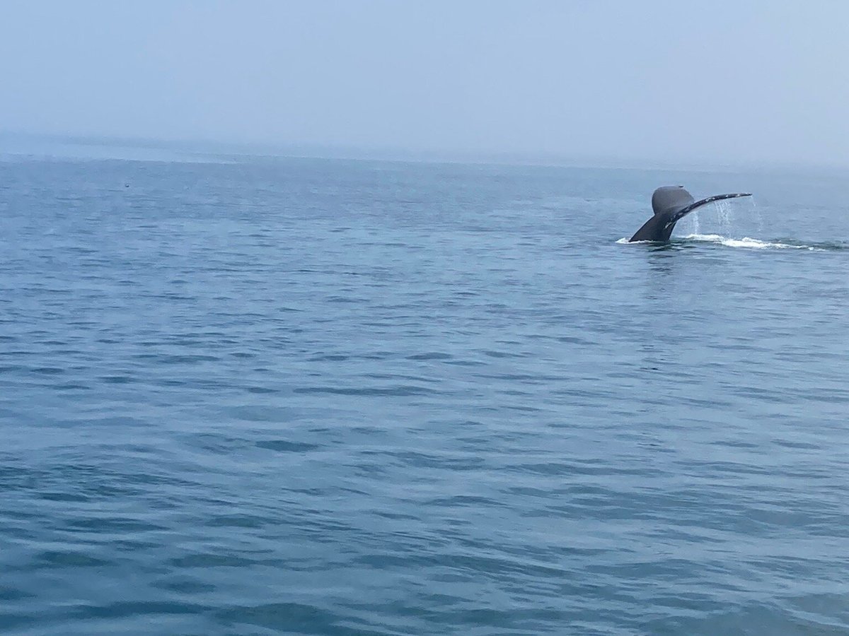 Petit Pasage Whale Watch, East Ferry: лучшие советы перед посещением -  Tripadvisor