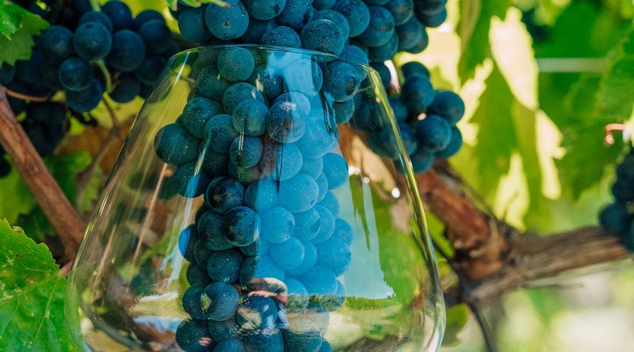 Sagrantino