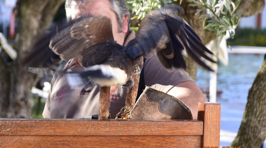 Training flight with the falcons.