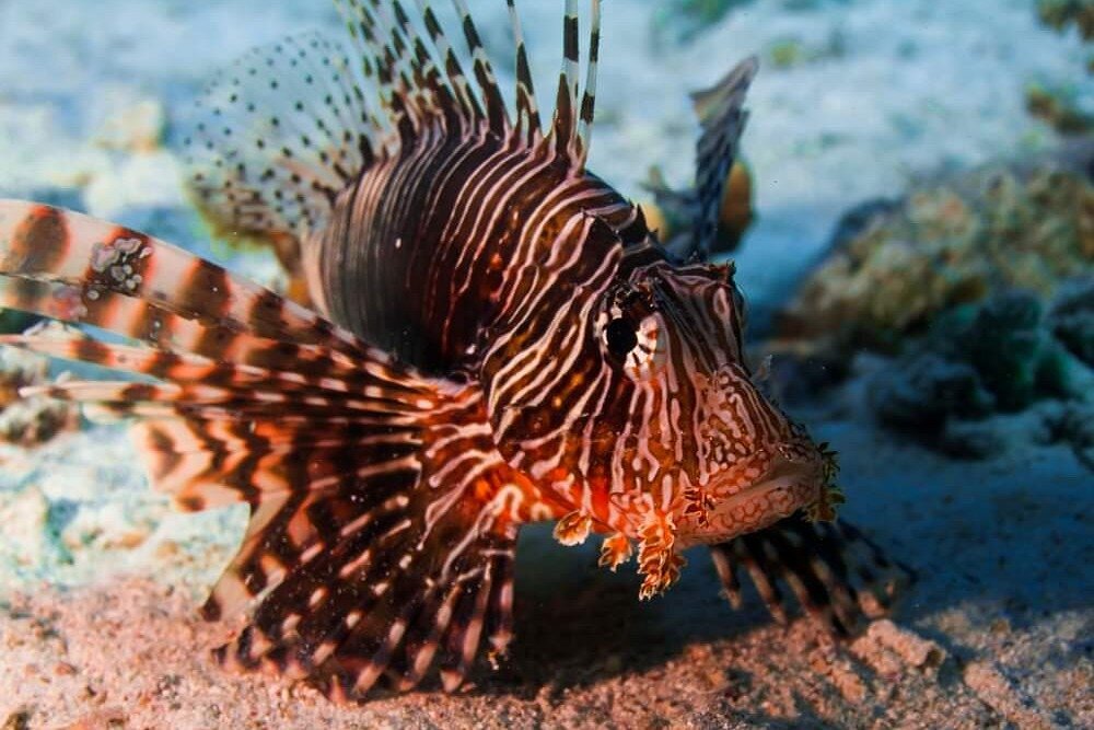 Red Sea Divers Hurghada