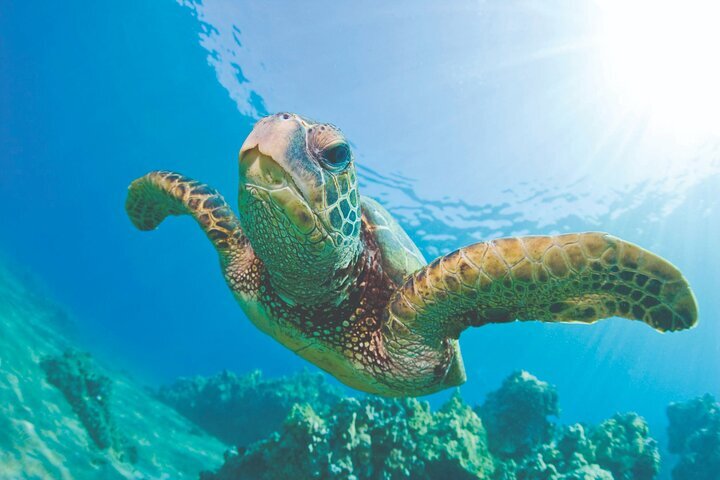 2023 West Oahu Hawaiian Green Sea Turtle, Dolphin Snorkel Sail w lunch