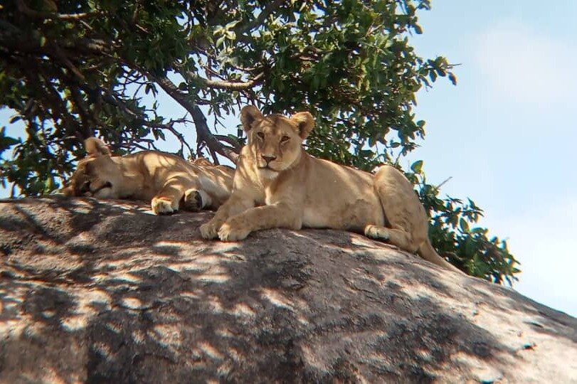 1 DAY TOUR NGORONGORO CRATER FROM MOSHI TOWN - All You MUST Know Before ...