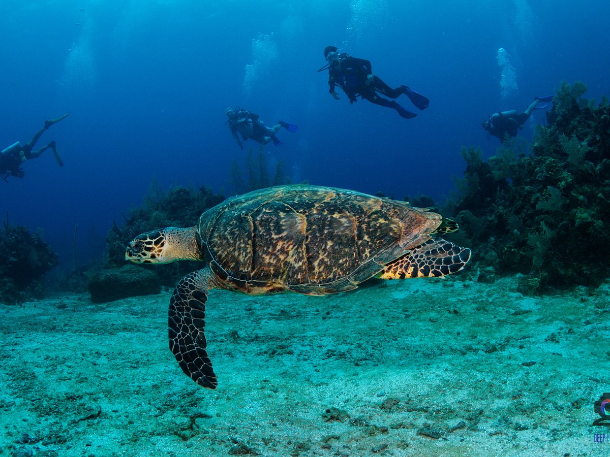 https://dynamic-media-cdn.tripadvisor.com/media/photo-o/2a/63/e2/75/turtle.jpg?w=1200&h=900&s=1