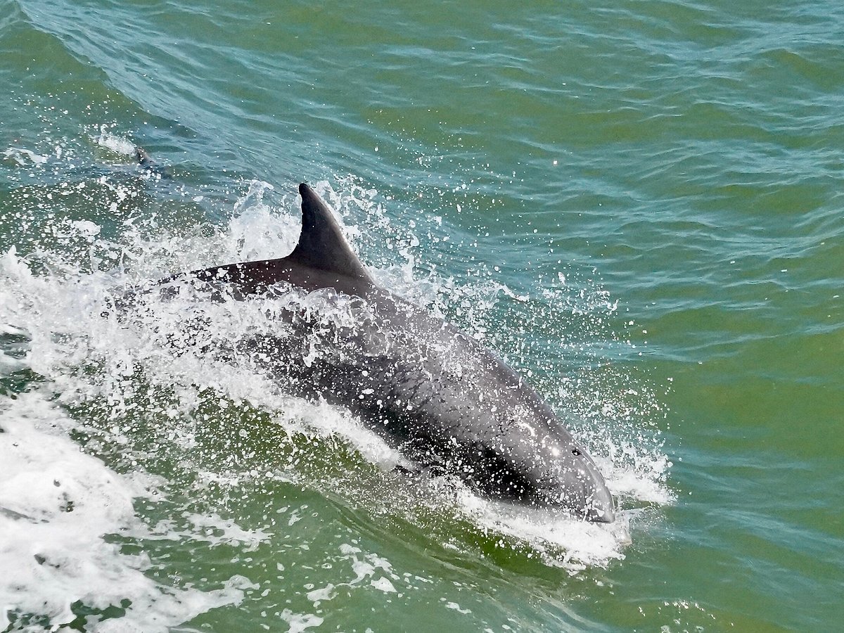 Atlantic City: Dolphin Watching Ocean Cruise Adventure