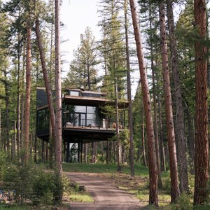 Tree Haus
