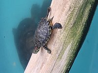 GARRA RUFA - Cyprion Macrostomus - Facts Info (Trip to Greece for search  the doctor fish) ~ Aquascaping Lab