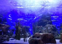 NAUSICAA Aquarium Admission Ticket in Boulogne-sur-Mer 2024 - Arras