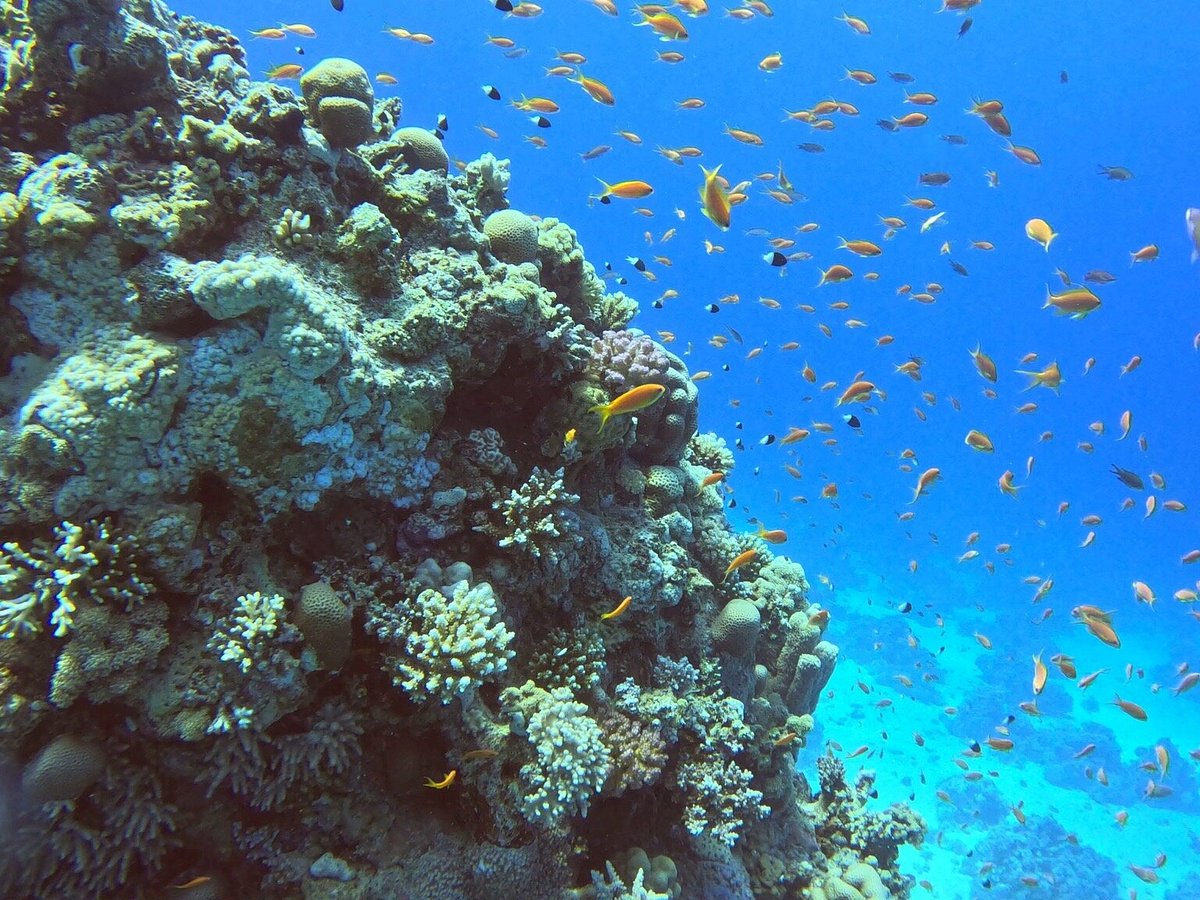 Octopus Diving Center, Хургада: лучшие советы перед посещением - Tripadvisor