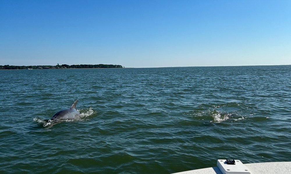 90-Minute Private Dolphin Tour in Hilton Head Island