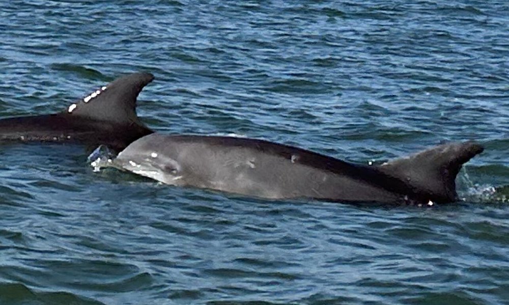 90-Minute Private Dolphin Tour in Hilton Head Island