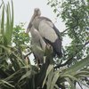 Bala Sundari
