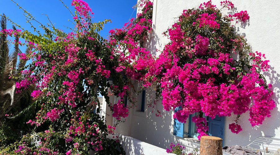 EVIS STUDIOS - Prices & Condominium Reviews (Amorgos/Aegiali, Greece) EVIS STUDIOS - Prices &  Condominium Reviews (Amorgos... 