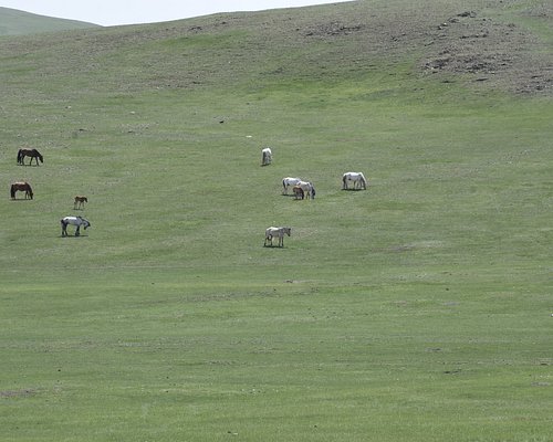 mongolian horse trip