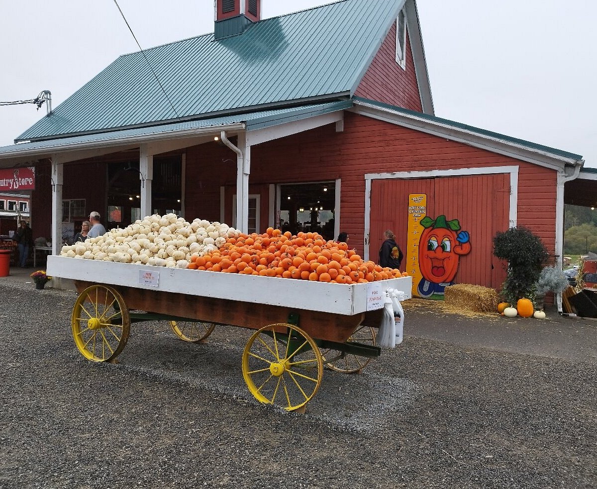 Wheels on the Bus to the Halloween Pumpkin Patch