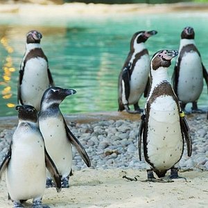 day trips to london zoo