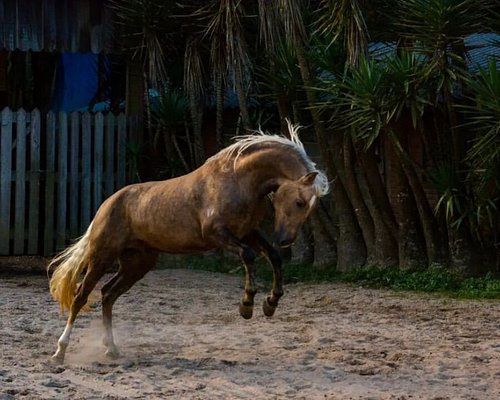 Menina de 5 anos é tão encantada por cavalos que leva um escondido para seu  quarto (vídeo)