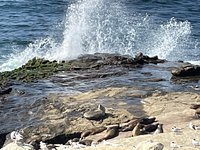 La Jolla Cove Seal Beach - Picture of La Jolla, San Diego - Tripadvisor