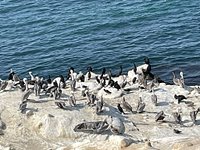 La Jolla Cove Seal Beach - Picture of La Jolla, San Diego - Tripadvisor