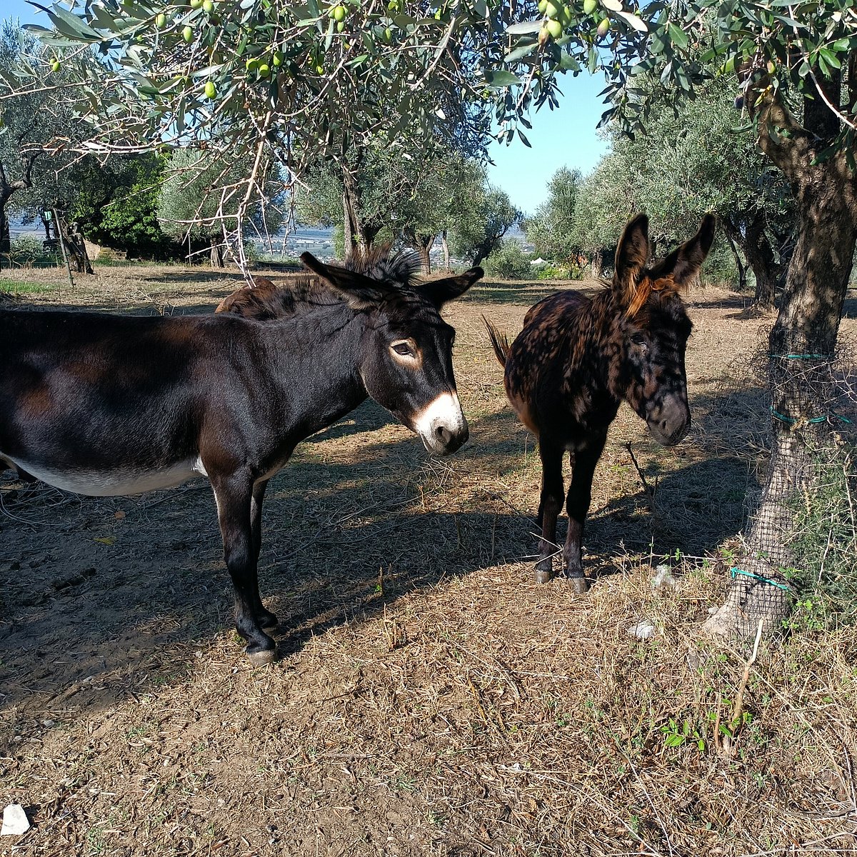 HOTEL LA DISPENSA-BIO AGRITURISMO LAMPORECCHIO (Italia) - da 54