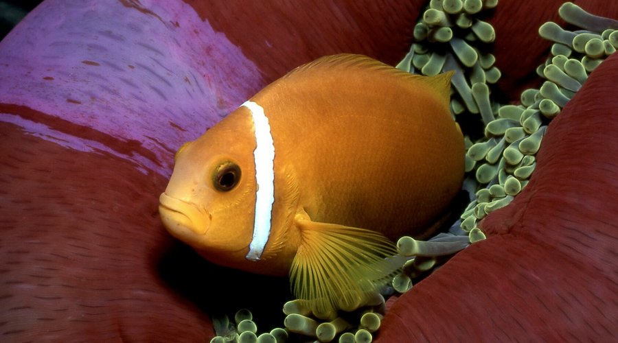 SNORKELLING &SCUBA DIVING