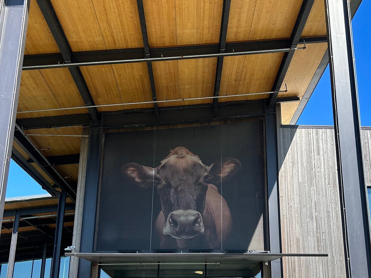 Double scoop in a cup. I'm guessing it was about a pint's worth of ice  cream. - Picture of Tillamook Creamery - Tripadvisor