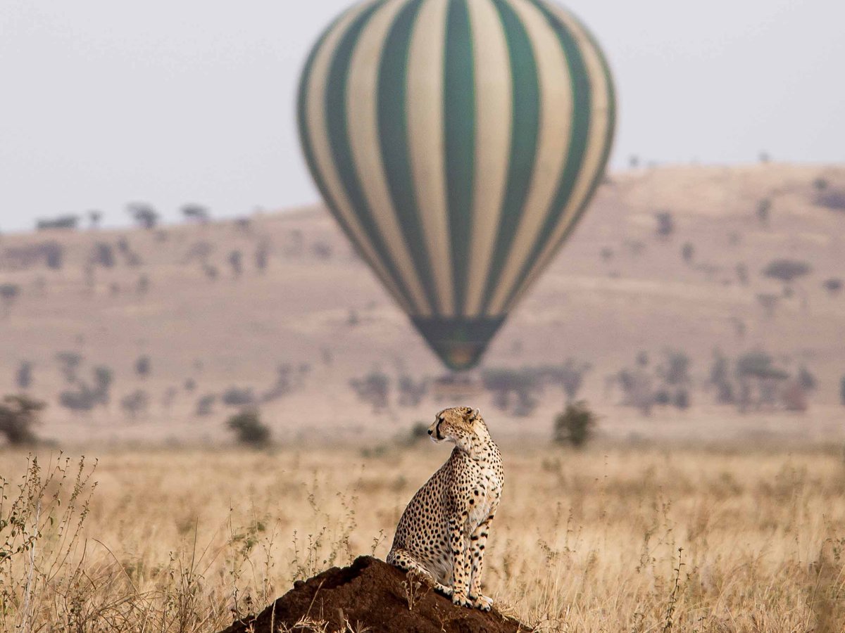 Serengeti Balloon Safaris, Национальный парк Серенгети: лучшие советы перед  посещением - Tripadvisor