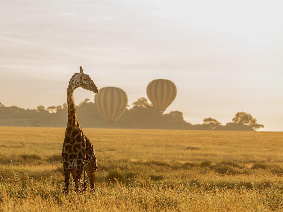 Serengeti Balloon Safaris, Национальный парк Серенгети: лучшие советы перед  посещением - Tripadvisor