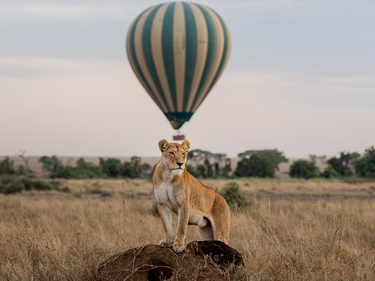 Serengeti Balloon Safaris, Национальный парк Серенгети: лучшие советы перед  посещением - Tripadvisor