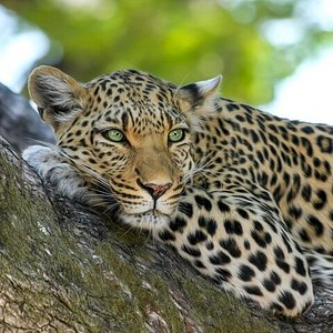 bandipur tiger safari reviews