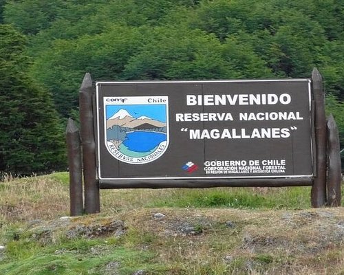 punta arenas free tour