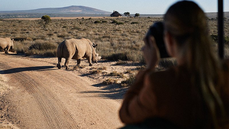 Woman on safari viewing rhinos 