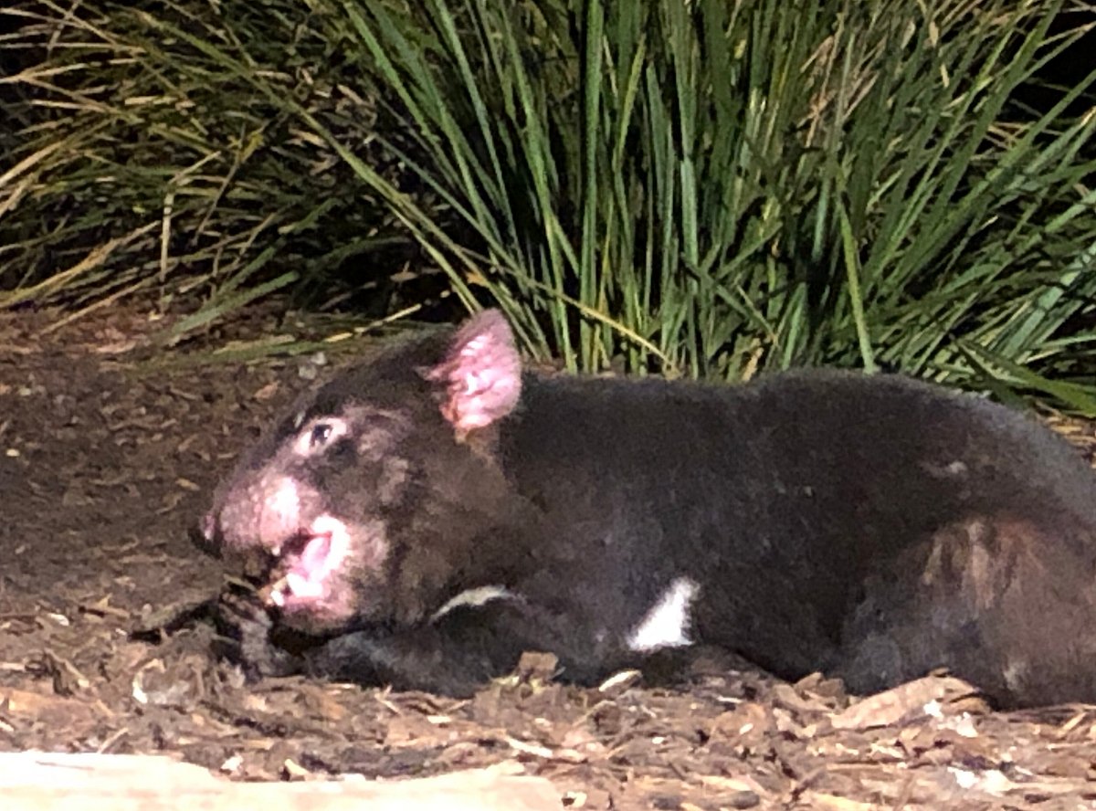 Tasmanian Devil in Black Thunder Pattern - Fishing from Grahams of  Inverness UK