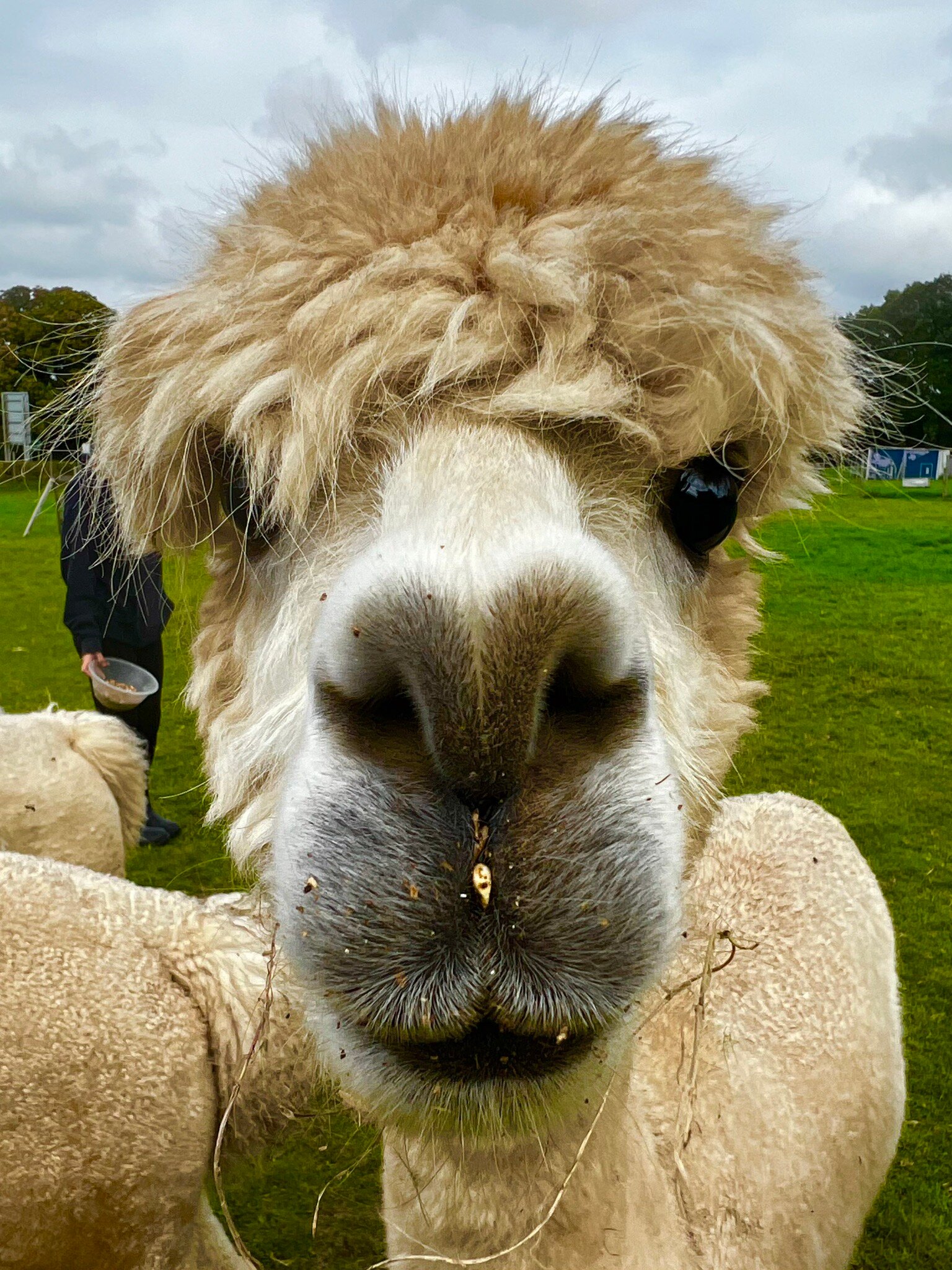 HOPE FARM ALPACA RESCUE All You Need to Know BEFORE You Go with