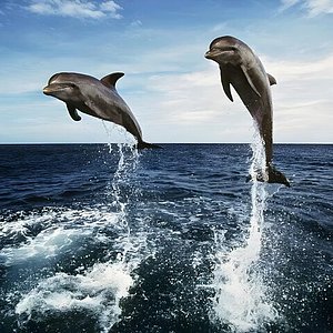 bali dolphin trip